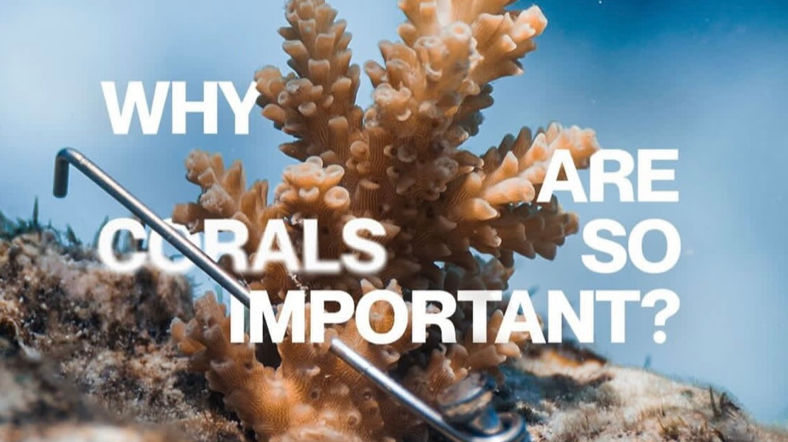 Why reefs and corals are so important?