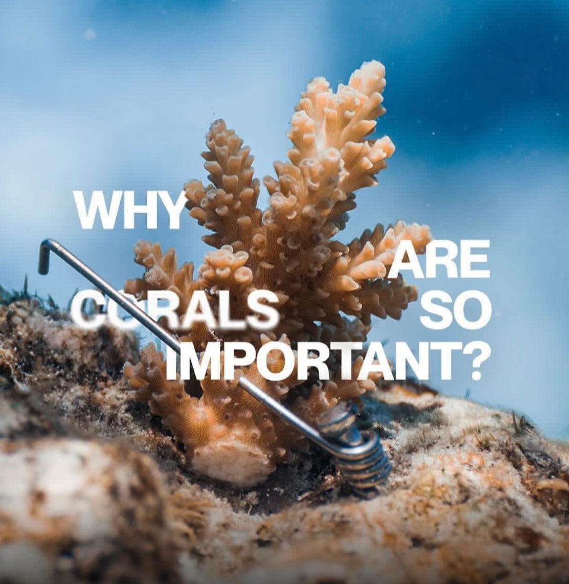 Why reefs and corals are so important?